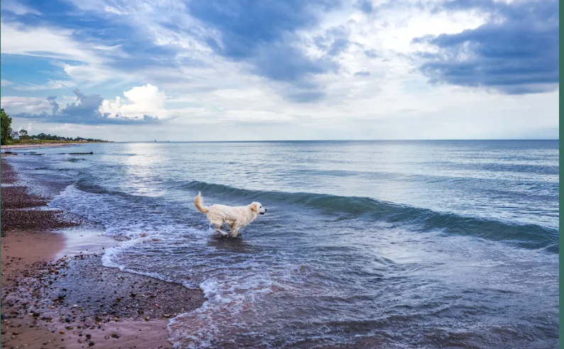 Stone Church Animal Clinic