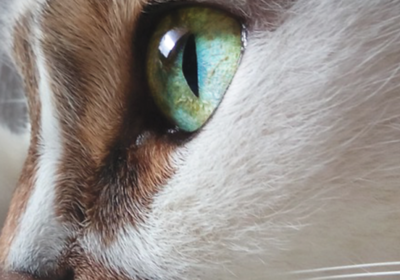 Annotation-2025-10-10-103203