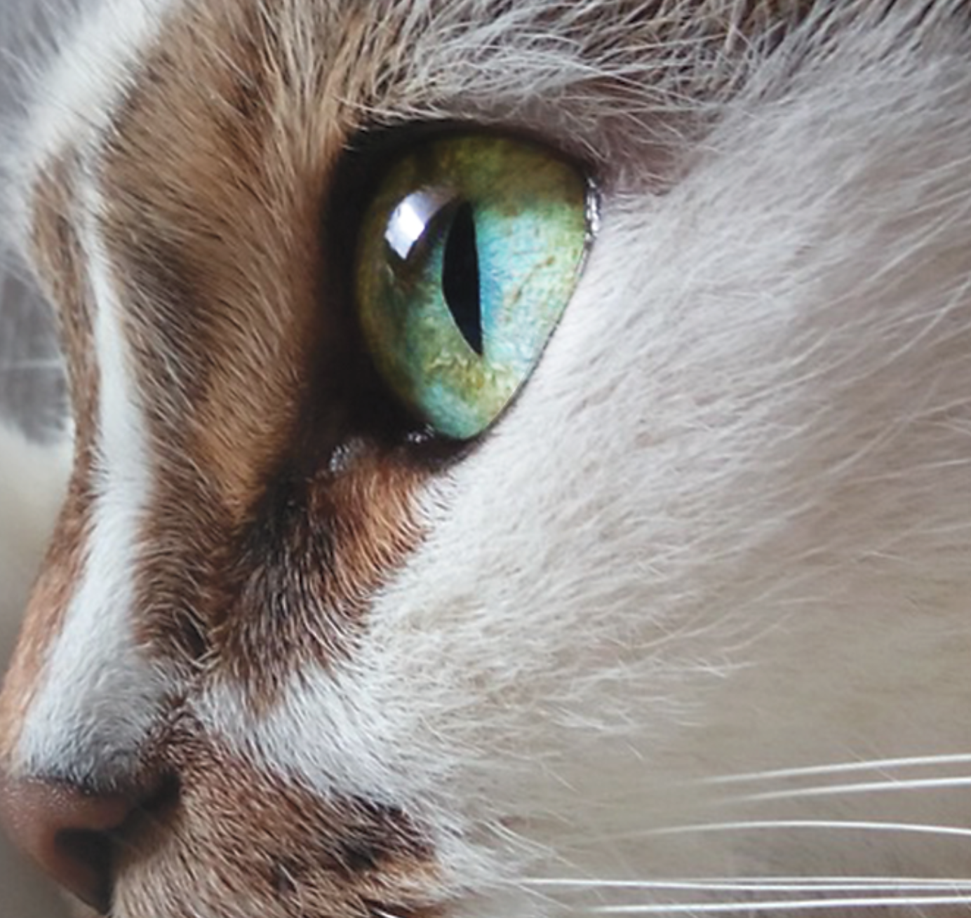 Cozy Kitty Accommodations Ltd.