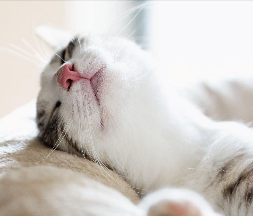 Richmond Animal Hospital