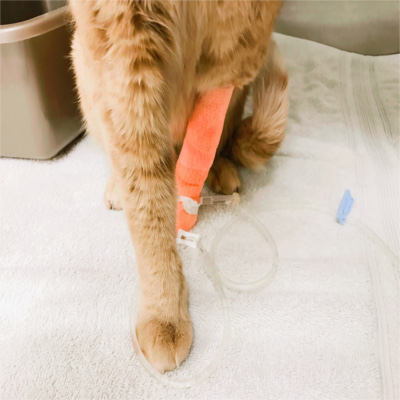 Bonnie Doon Veterinary Clinic