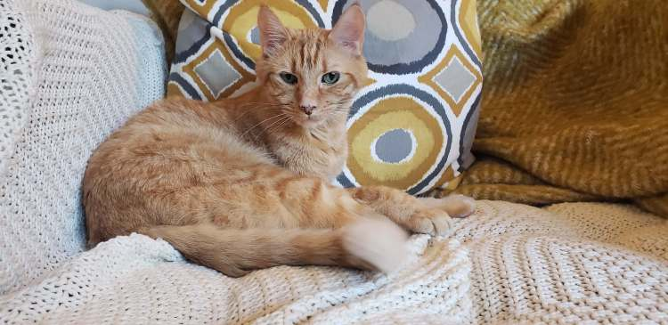 Woof & Purr Pet Services