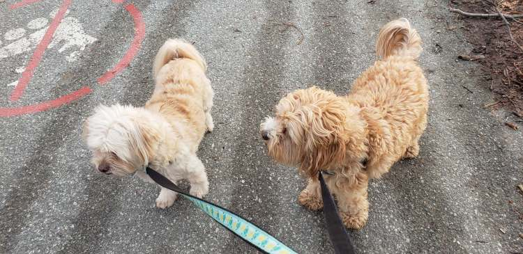 Woof & Purr Pet Services