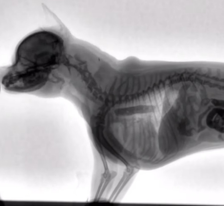 Marine and Fraser Veterinary Clinic