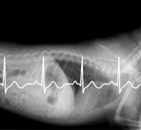 Marine and Fraser Veterinary Clinic