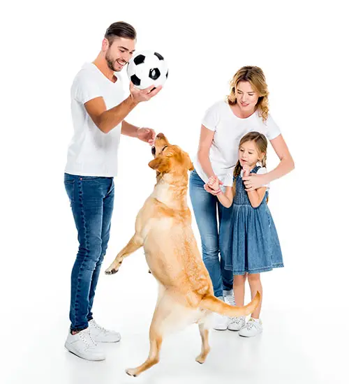 Dixie Animal Hospital Mississauga