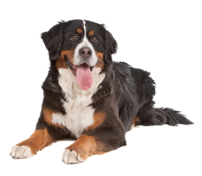 Barking Good Pet Services