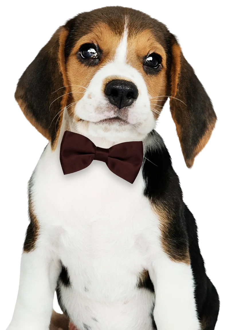 Barlow Trail Animal Hospital