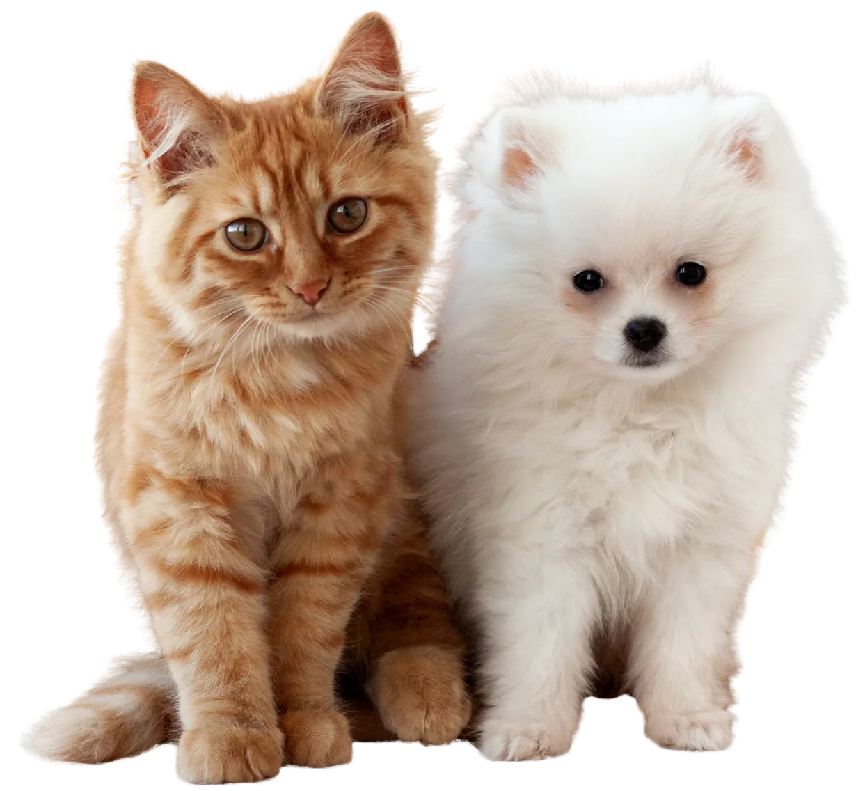 Barlow Trail Animal Hospital