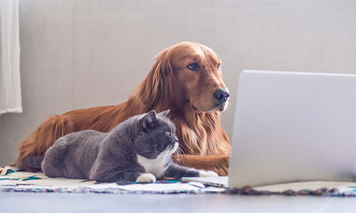 Kitsilano Animal Clinic