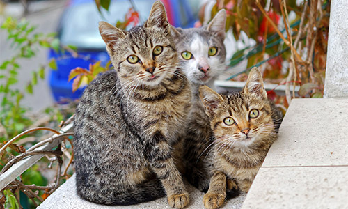 Kitsilano Animal Clinic