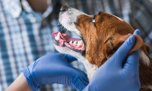 Kitsilano Animal Clinic