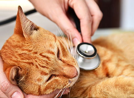 Kitsilano Animal Clinic