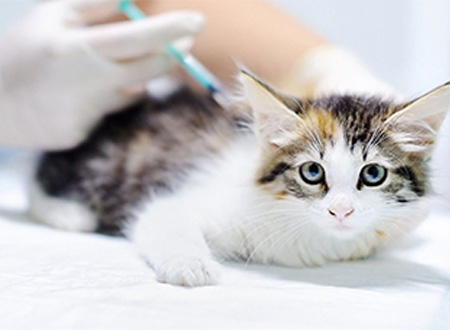 Kitsilano Animal Clinic