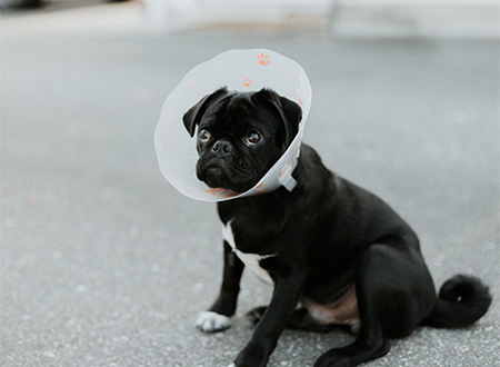 Kitsilano Animal Clinic