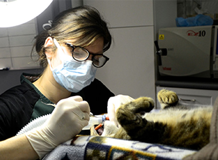 Kitsilano Animal Clinic