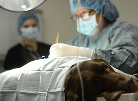 Kitsilano Animal Clinic