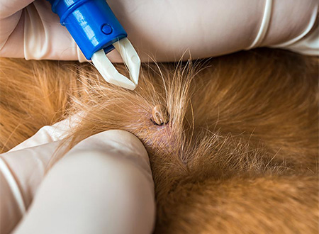 Kitsilano Animal Clinic