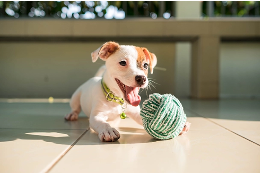 Cranston Veterinary Hospital