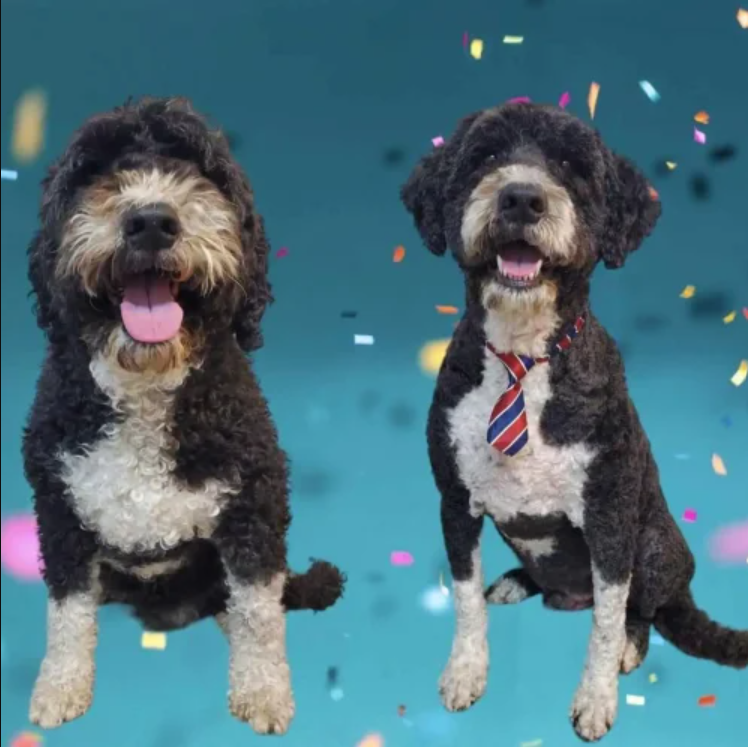 It’s A Dogs Life Ltd.