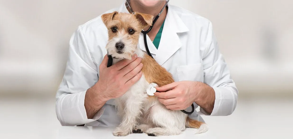 Kensington Animal Hospital