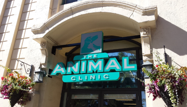 The Animal Clinic