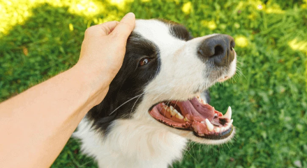 Sage Creek Animal Hospital