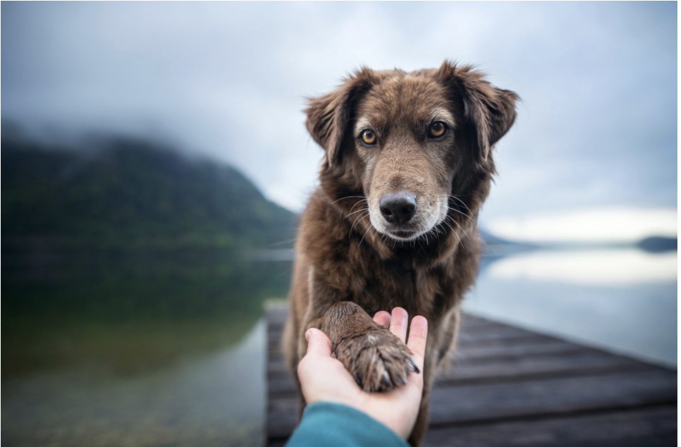 Brintnell Veterinary Hospital