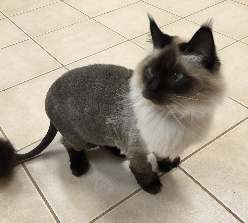 Edmonds St. Animal Hospital