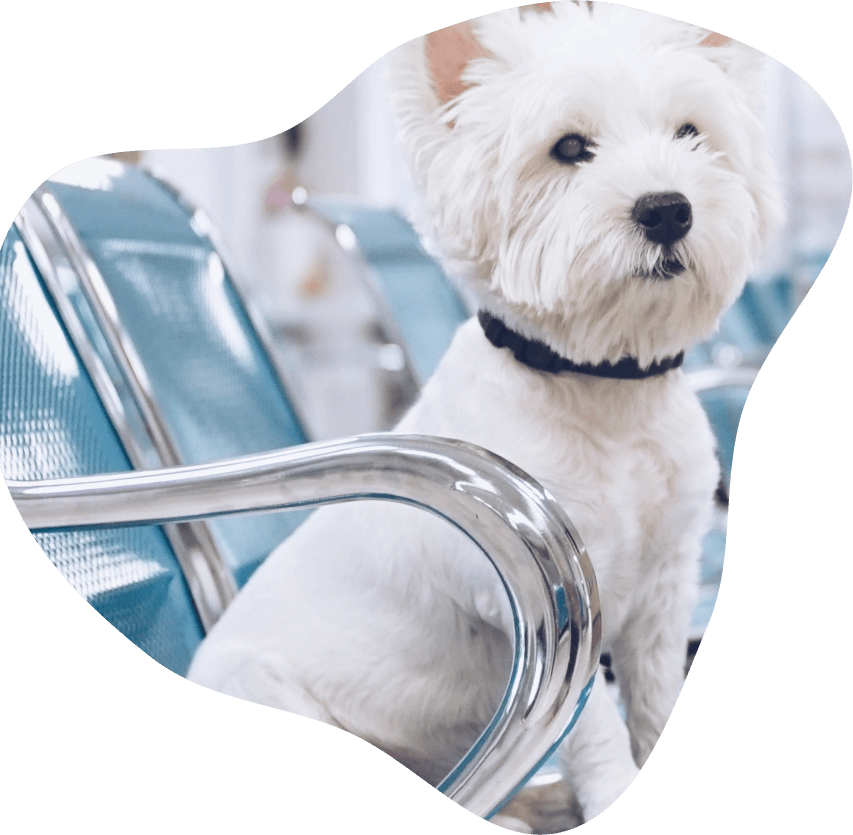 Edmonds St. Animal Hospital