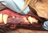 Pampered Pets Ultrasonic Teeth Cleaning (Mobile Business)
