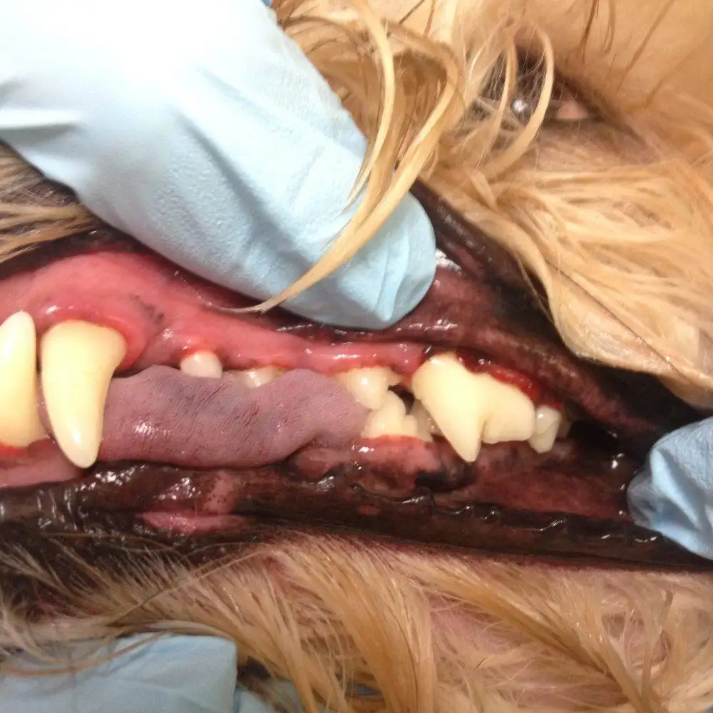 Pampered Pets Ultrasonic Teeth Cleaning (Mobile Business)