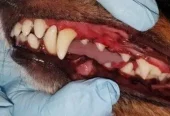 Pampered Pets Ultrasonic Teeth Cleaning (Mobile Business)