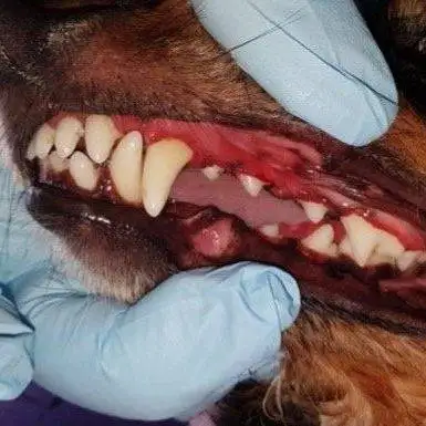 Pampered Pets Ultrasonic Teeth Cleaning (Mobile Business)