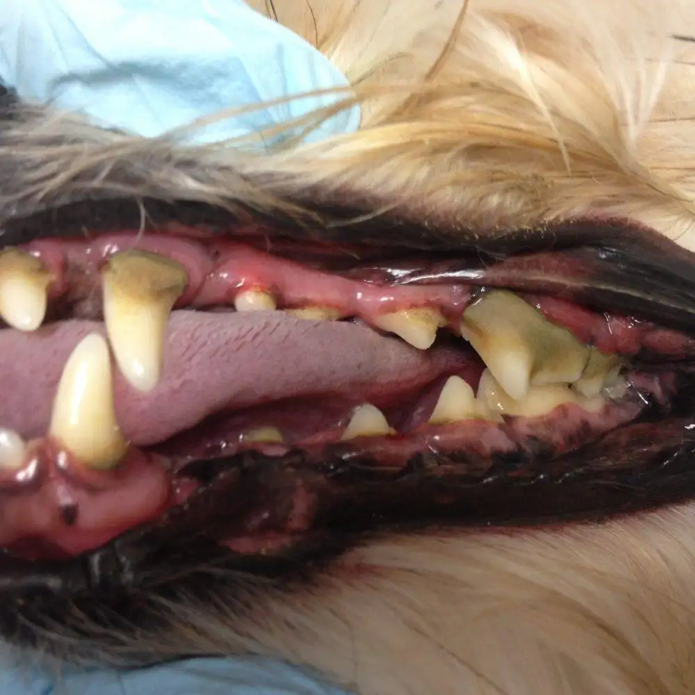 Pampered Pets Ultrasonic Teeth Cleaning (Mobile Business)