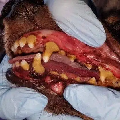 Pampered Pets Ultrasonic Teeth Cleaning (Mobile Business)