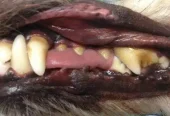 Pampered Pets Ultrasonic Teeth Cleaning (Mobile Business)