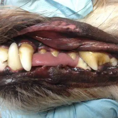 Pampered Pets Ultrasonic Teeth Cleaning (Mobile Business)