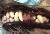 Pampered Pets Ultrasonic Teeth Cleaning (Mobile Business)