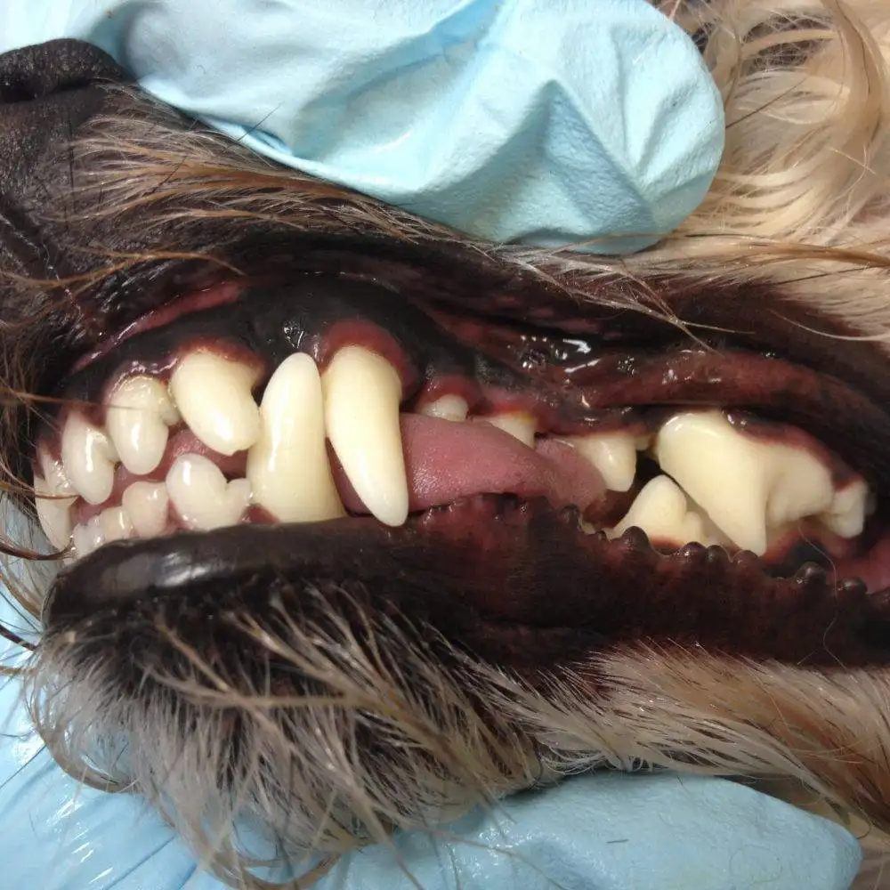 Pampered Pets Ultrasonic Teeth Cleaning (Mobile Business)