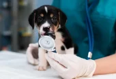 Mainland Animal Emergency Clinic Surrey