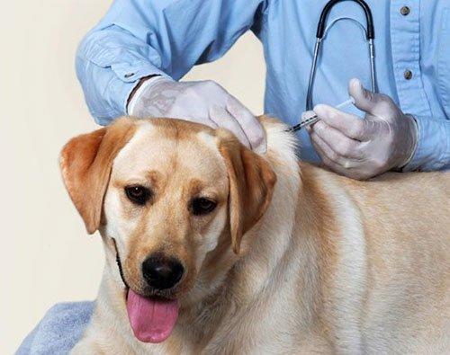 Northgate Animal Hospital