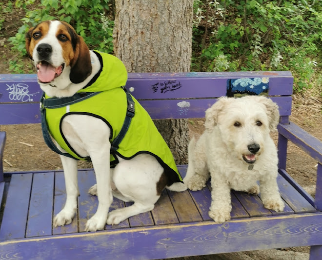 The Dog Nanny Edmonton: SMALL/MEDIUM Dog boarding and Daycare