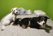 The Dog Nanny Edmonton: SMALL/MEDIUM Dog boarding and Daycare