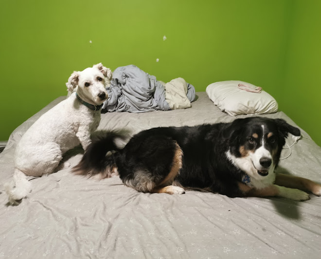 The Dog Nanny Edmonton: SMALL/MEDIUM Dog boarding and Daycare