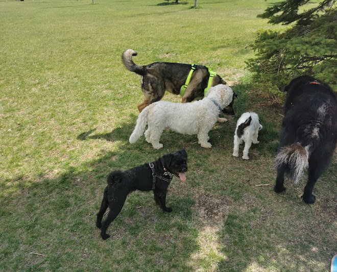 The Dog Nanny Edmonton: SMALL/MEDIUM Dog boarding and Daycare
