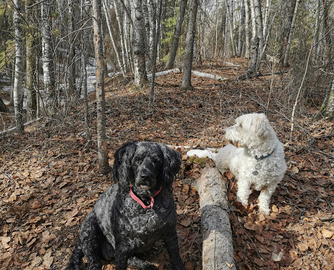 The Dog Nanny Edmonton: SMALL/MEDIUM Dog boarding and Daycare