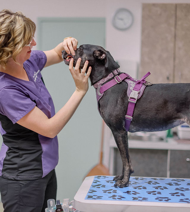 Capilano Animal Clinic