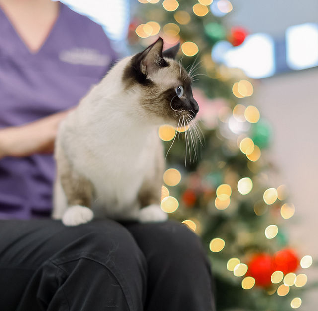 Capilano Animal Clinic