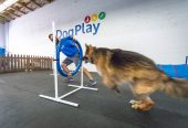 DogPlay